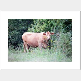 Brown Cow Nibbling On Wildflowers Posters and Art